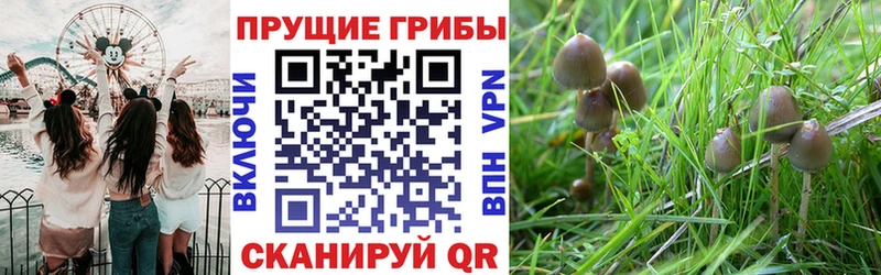 Псилоцибиновые грибы мухоморы Купить закладки Гремячинск